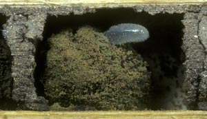 Lasioglossum albocinctum