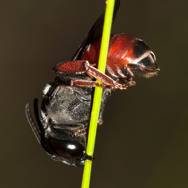 Melitturga clavicornis Weibchen schlafend