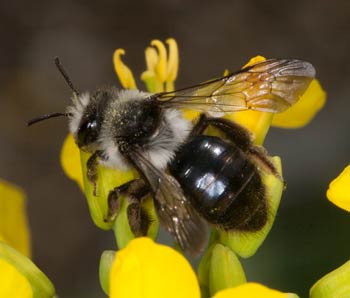 Andrena cineraria Weibchen