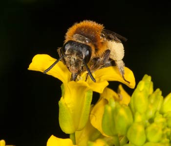 Andrena lagopus Weibchen