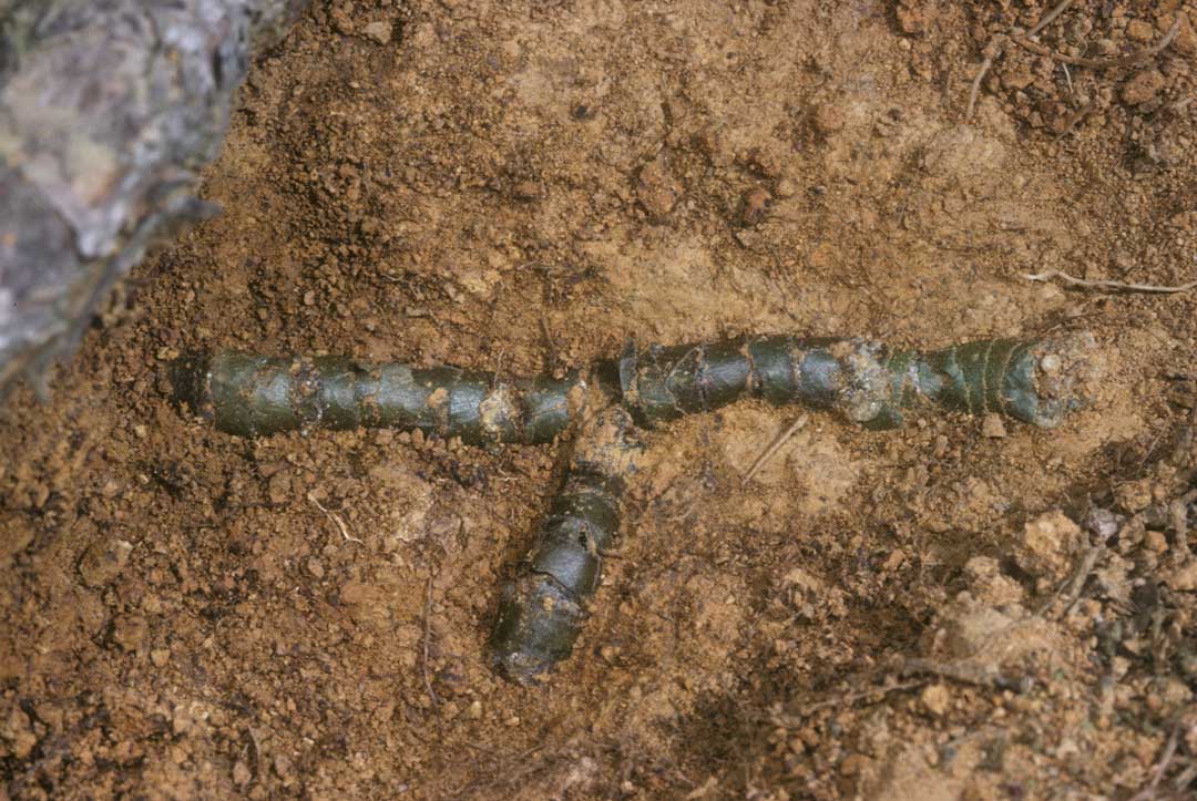 Anthidium byssinum - Nest