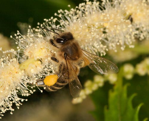 Apis mellifera