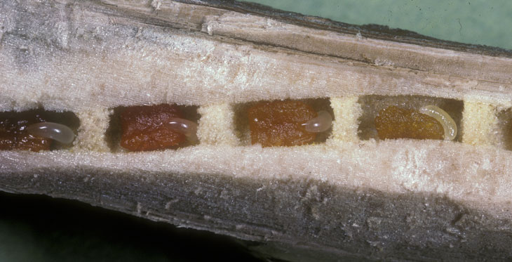 Ceratina cyanea - Nest