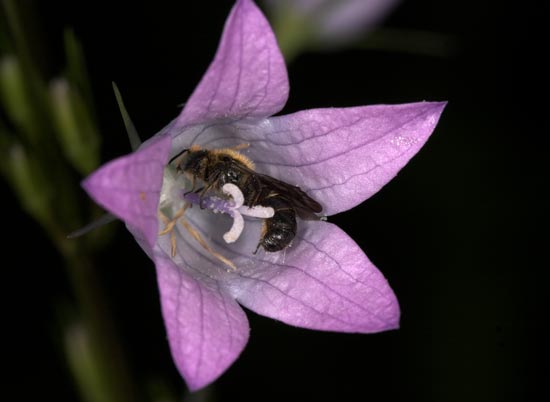chelostoma rapunculi schlafend