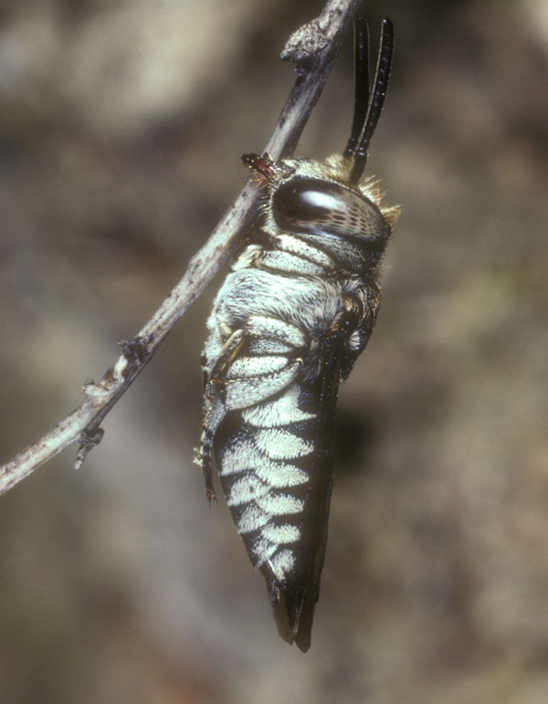 Coelioxys afra Weibchen schlafend