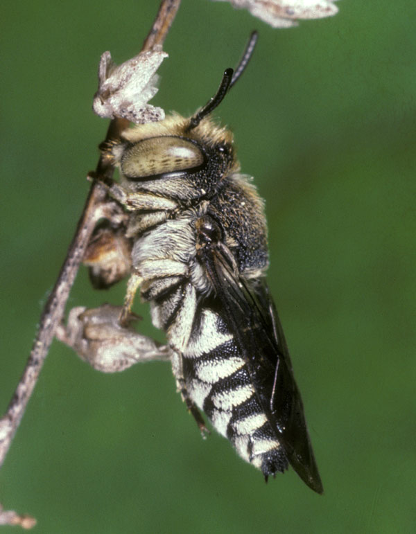 Coelioxys afra Männchen schlafend