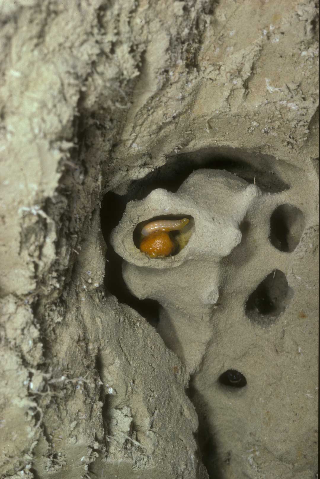 Halictus quadricinctus - Nest