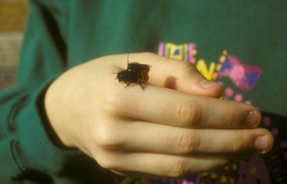 Mauerbiene auf der Hand eines Mädchens