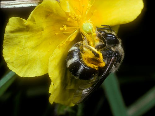 Lasioglossum albocinctum