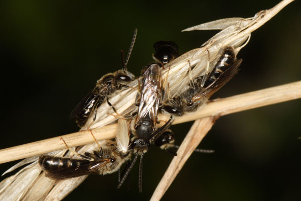 Lasioglossum calceatum