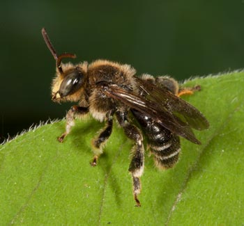 Macropis fulvipes Männchen