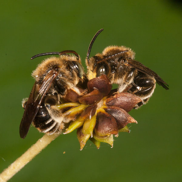 Macropis fulvipes Männchen schlafend