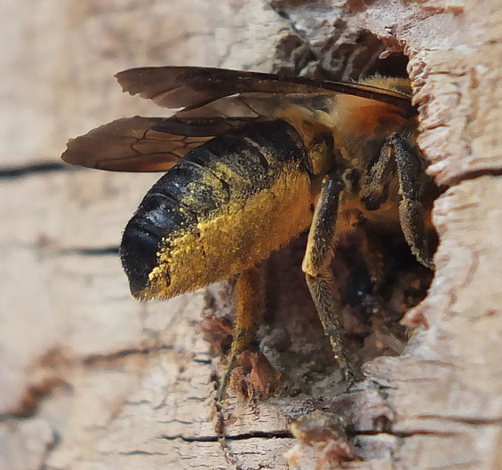 Megachile sculpturalis Weibchen