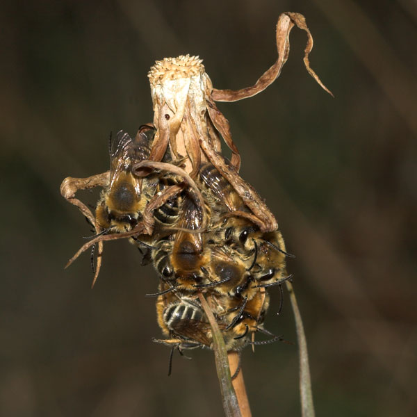 Melitta leporina Schlafgesellschaft