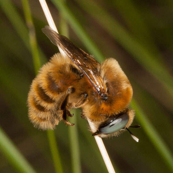 Melitturga clavicornis Männchen schlafend