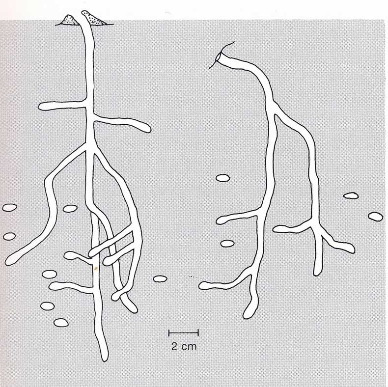 Nest von Panurgus calcaratus