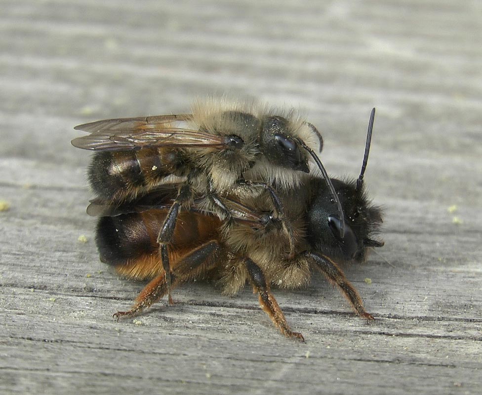 Osmia bicornis - Paarung