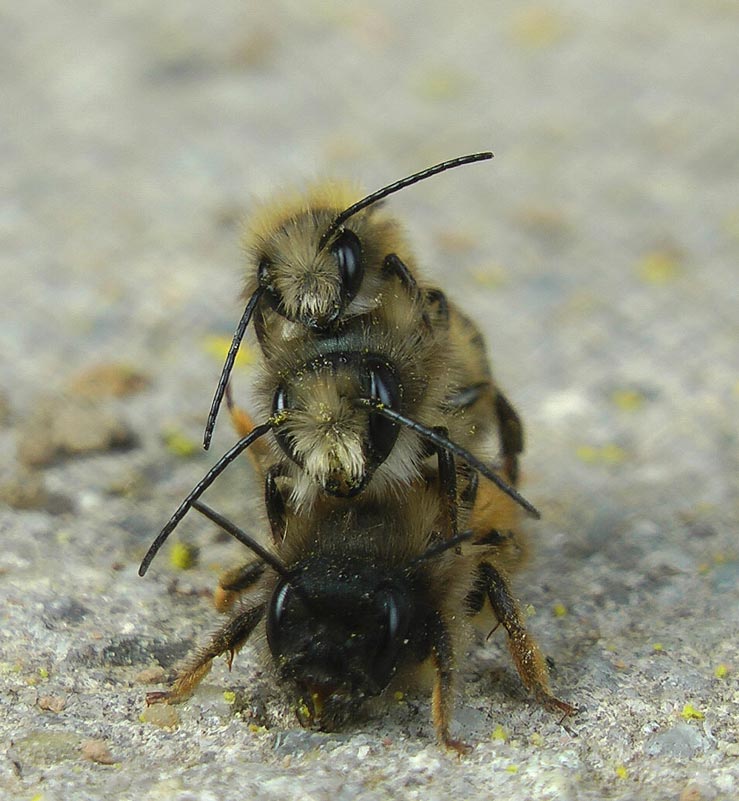 Osmia bicornis - Paarung