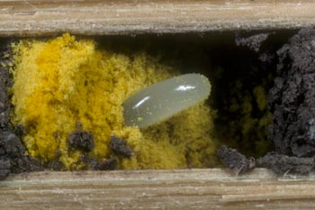 Osmia bicornis - Ei