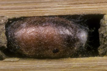 Osmia bicornis - Kokon