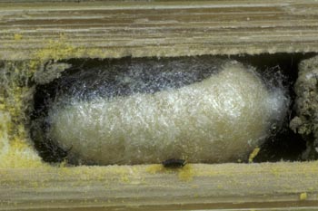 Osmia bicornis - Kokon