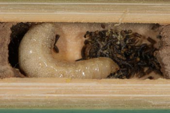 Osmia bicornis - Larve mit Kotbällchen