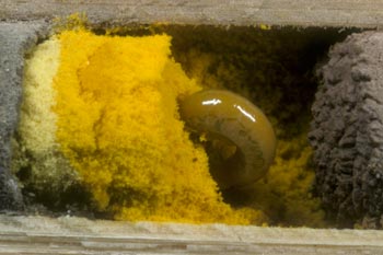 Osmia bicornis - Larve