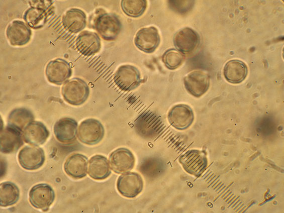 Sophora japonica Pollen