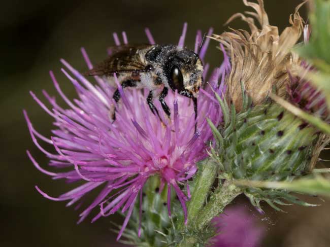 Lithurgus cornutus Weibchen