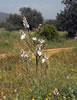 2006_1309_fs