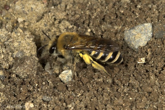 Colletes Hederae Efeu Seidenbiene