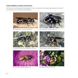 Westrich_Wildbienen-die-anderen-Bienen_10