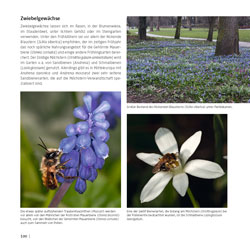 Westrich_Wildbienen-die-anderen-Bienen_100