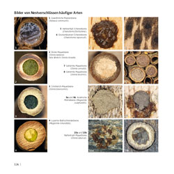 Westrich_Wildbienen-die-anderen-Bienen_126