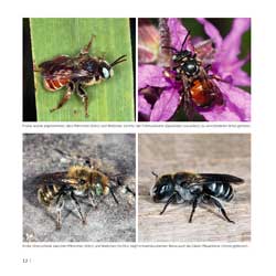 Westrich_Wildbienen-die-anderen-Bienen_14