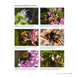 Westrich_Wildbienen-die-anderen-Bienen_145