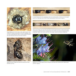 Westrich_Wildbienen-die-anderen-Bienen_157