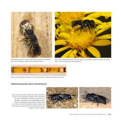 Westrich_Wildbienen-die-anderen-Bienen_165