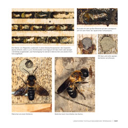 Westrich_Wildbienen-die-anderen-Bienen_169