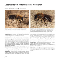 Westrich_Wildbienen-die-anderen-Bienen_172