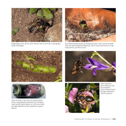 Westrich_Wildbienen-die-anderen-Bienen_183