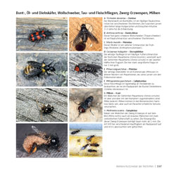 Westrich_Wildbienen-die-anderen-Bienen_197