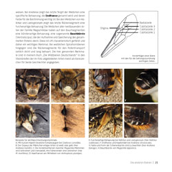 Westrich_Wildbienen-die-anderen-Bienen_23