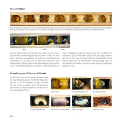 Westrich_Wildbienen-die-anderen-Bienen_28