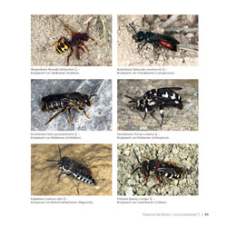 Westrich_Wildbienen-die-anderen-Bienen_39