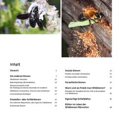 Westrich_Wildbienen-die-anderen-Bienen_4