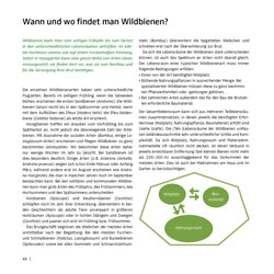 Westrich_Wildbienen-die-anderen-Bienen_40