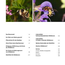 Westrich_Wildbienen-die-anderen-Bienen_5