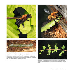 Westrich_Wildbienen-die-anderen-Bienen_61