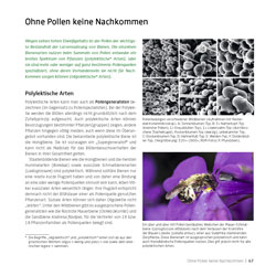 Westrich_Wildbienen-die-anderen-Bienen_67